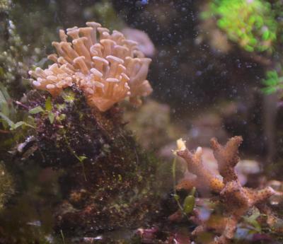 Эуфил и серетопора.jpg