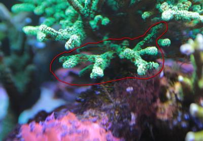 Сериатопора металик.jpg