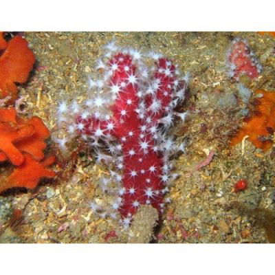alcyonium w002-700x700.jpg