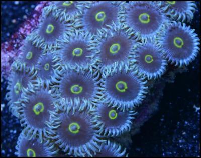 AOI_Zoa01.jpg