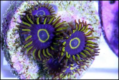 PurpleHornet_Zoa01.jpg