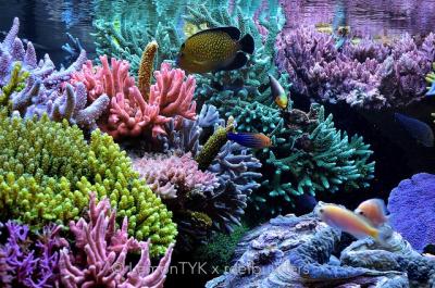 fts-1.jpg