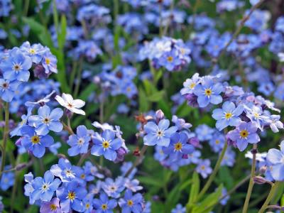 forget-me-nots-4.jpg