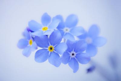 forget-me-not-2.jpg