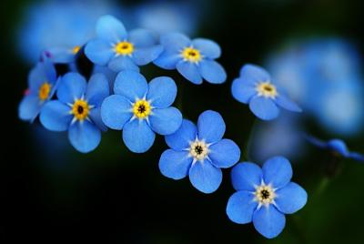 forget-me-nots-1.jpg