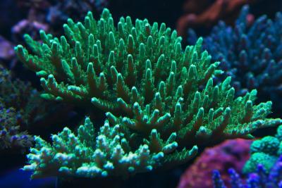 acropora.jpg5.jpg