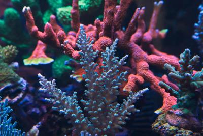 acropora4.jpg