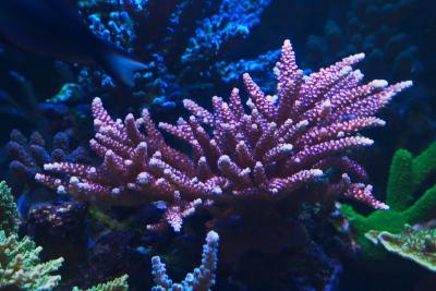 acropora (2).jpg