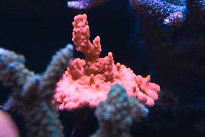 montipora.jpg