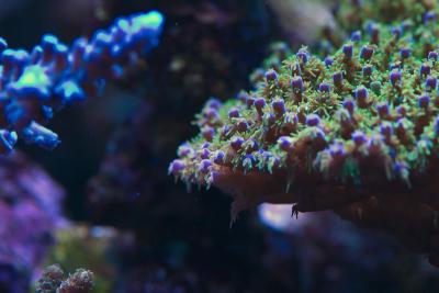 acropora_.jpg