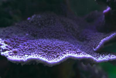 montipora1.jpg