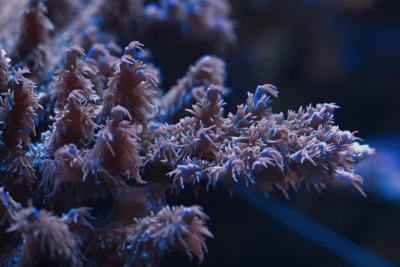 acropora.jpg