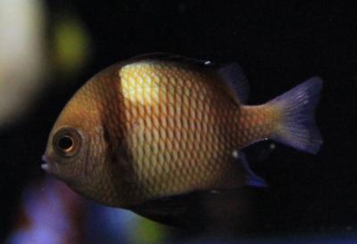 Дасцилл сетчатый.jpg