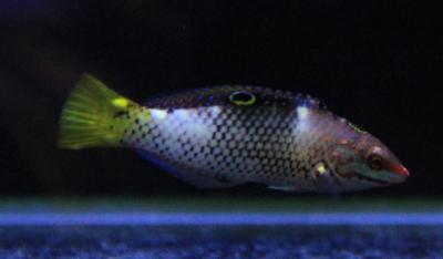 Тамарин мраморный.jpg