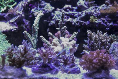 Общий план СПС1.JPG