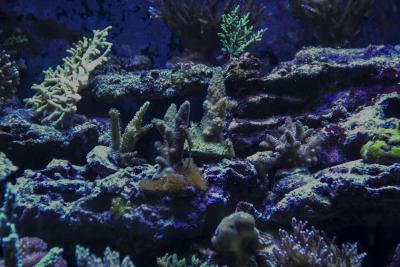 Общий план СПС.JPG