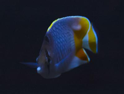 Бабочка сетчатая.JPG