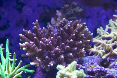 Акропоры1.JPG