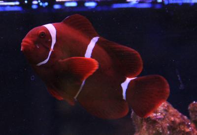 Клоун премнас.jpg