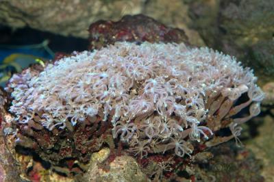 Cornularia.jpg