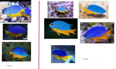 hemi-male-female.jpg