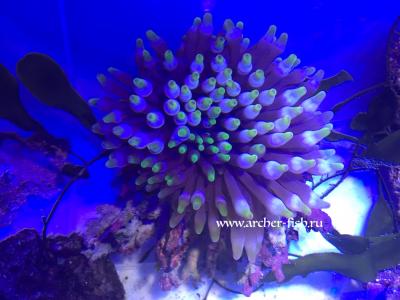 Bubble anemone.JPG