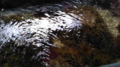 IMG_20170418_125057.jpg