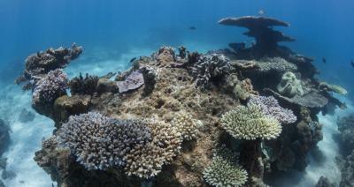 Muriun coral small 2.jpg