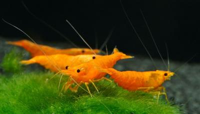 33-3.Neocaridina-davidi-Yellow.jpg