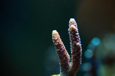 _MG_8332.JPG
