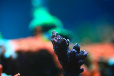 _MG_8340.JPG