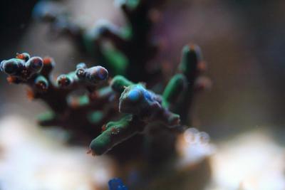 _MG_8333.JPG