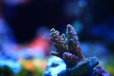 _MG_8329.JPG