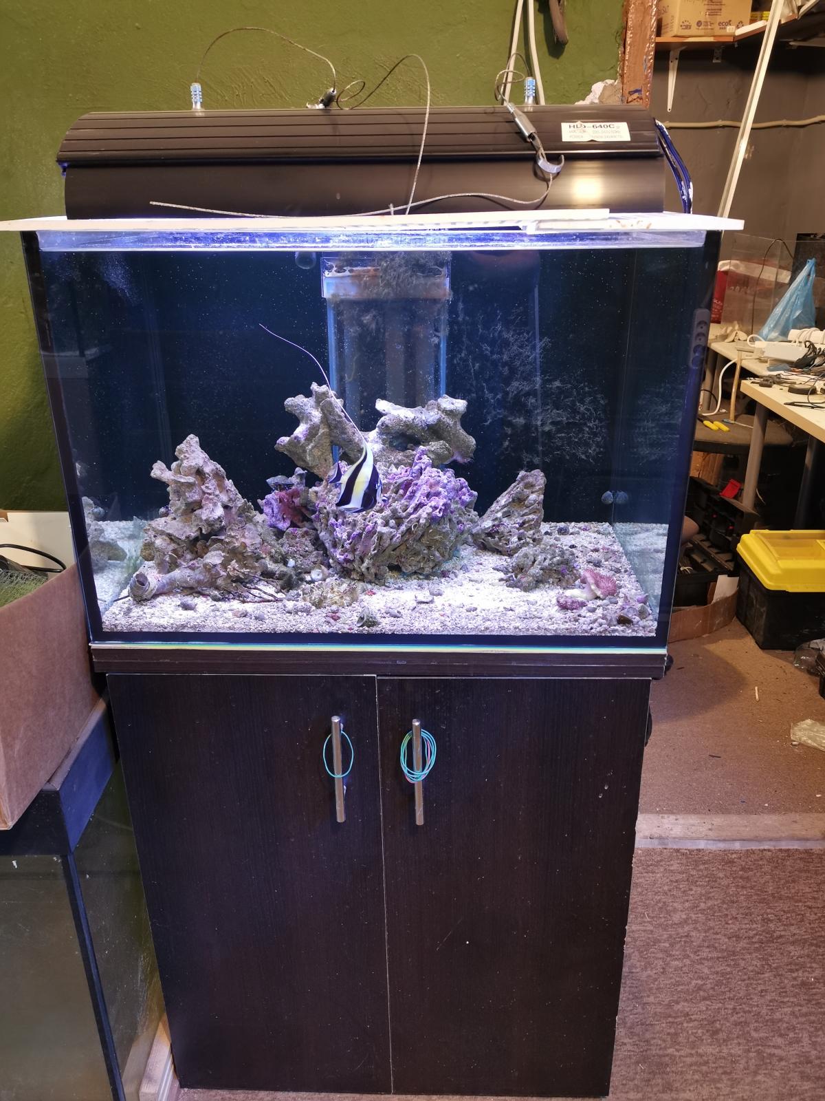 аквариум ювель рио 240 литров. аквариумная барахолка. Chihiros wrgb ii slim 60. гребешок в аквариуме. аквариум 45х45х45 кубик.