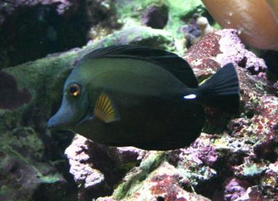 (Zebrasoma scopas) 95f.jpg