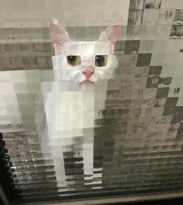 кот_за_стек.jpg
