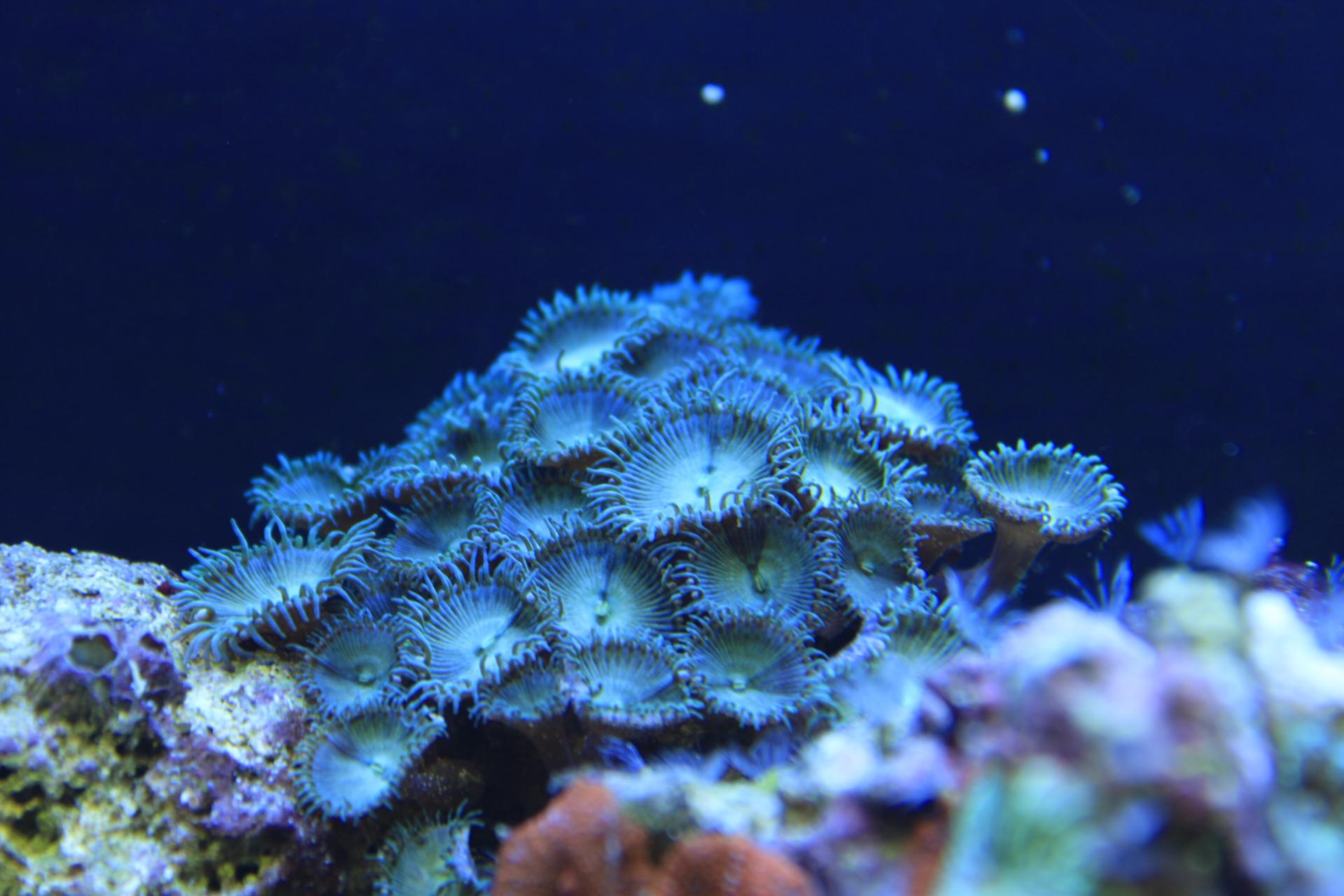 Reefcentral. Политойя Грандис. Политоя фуксия коралл. Корнулярия коралл. Политоя ультра Грин.