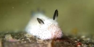 cute-bunny-sea-slug-jorunna-parva-10.jpg