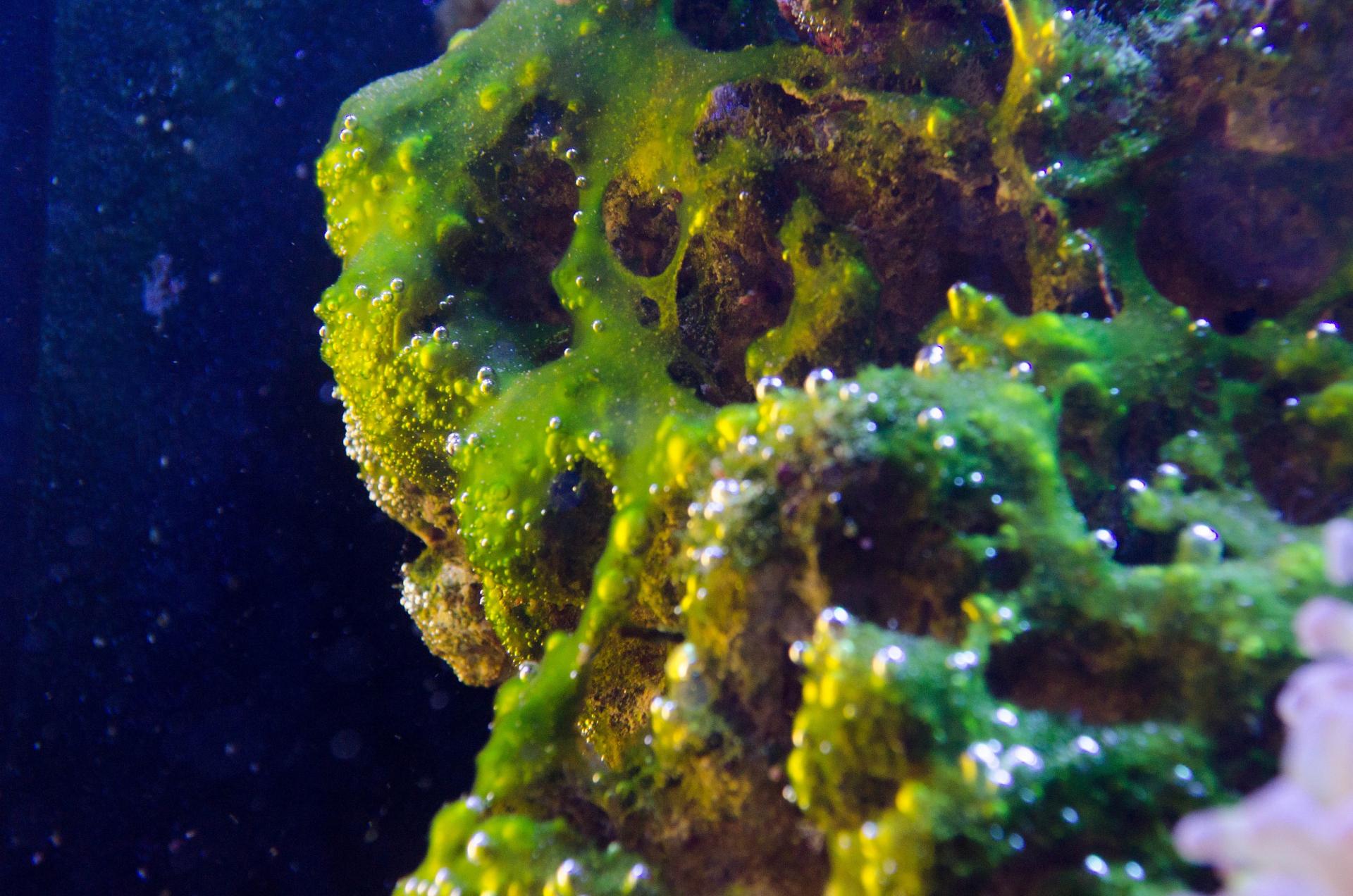 Сине зеленые водоросли в аквариуме фото