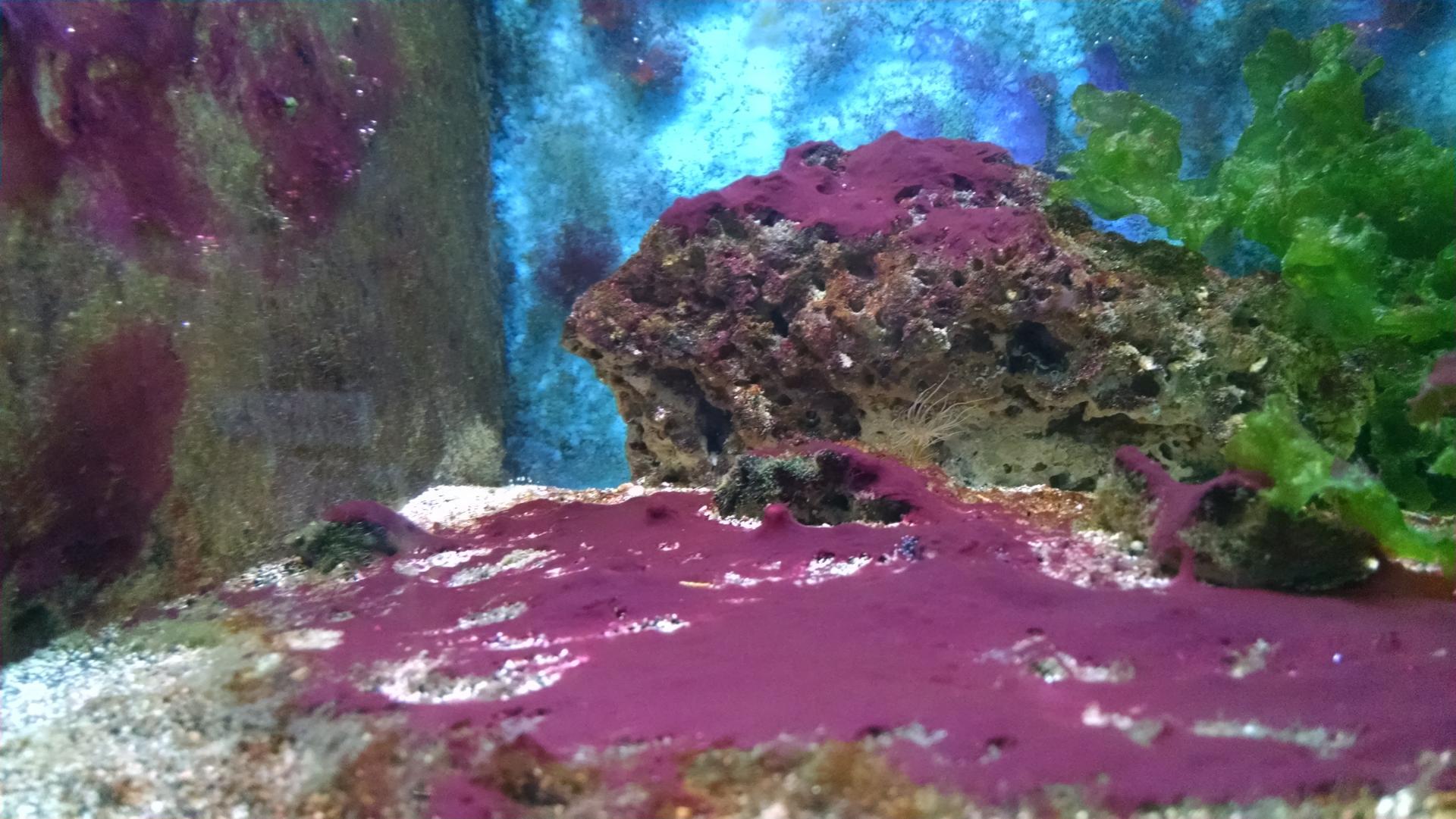 Бурые диатомовые водоросли. Красные цианобактерии в морском аквариуме. Цианобактерии водоросли в аквариуме морском. Кальциевые багрянки. Красные циано в морском аквариуме.