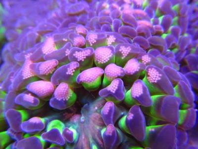 Spawning-Euphyllia-paraancora.jpg