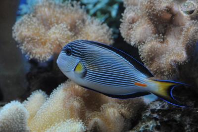 acanthurus-sohal_03.jpg