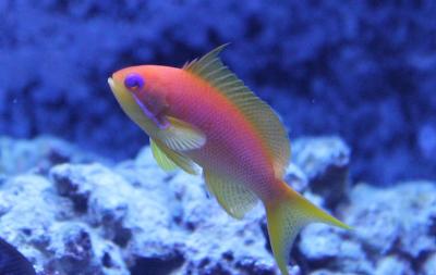 Lyretail-Anthias-Pseudanthias-squamipinnis1.jpg