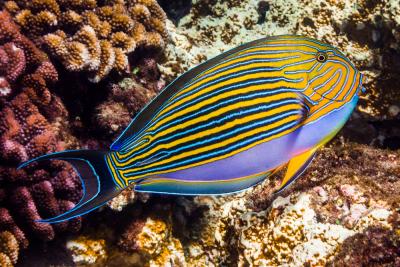 Striped_surgeonfish_-_Acanthurus_lineatus.jpg