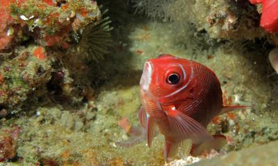 Silverspot_Squirrelfish_(Sargocentron_caudimaculatum)_(8481933269).jpg