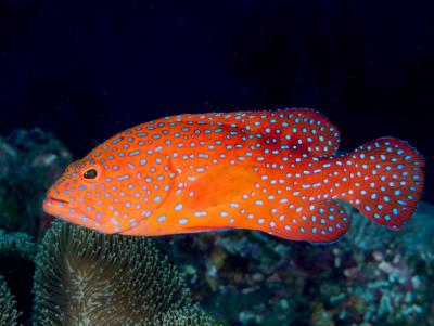 Coral_grouper_(Cephalopholis_miniata)_-_49878455087.jpg