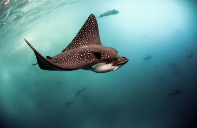 Spotted-Eagle-Ray.jpg