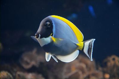 Acanthurus_leucosternon_in_UShaka_Sea_World_1090.jpg