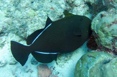 Melichthys_indicus_Maldives.jpg