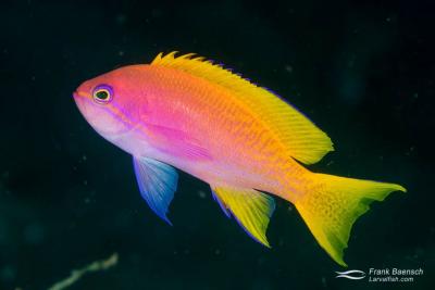 twospot-anthias-20161113-162221-1000x667.jpg